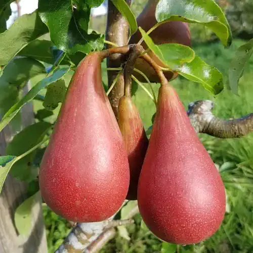 Deacon's Pear